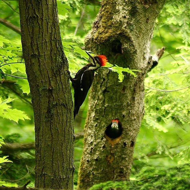 Photo Of  A Woodpecker In The Forest